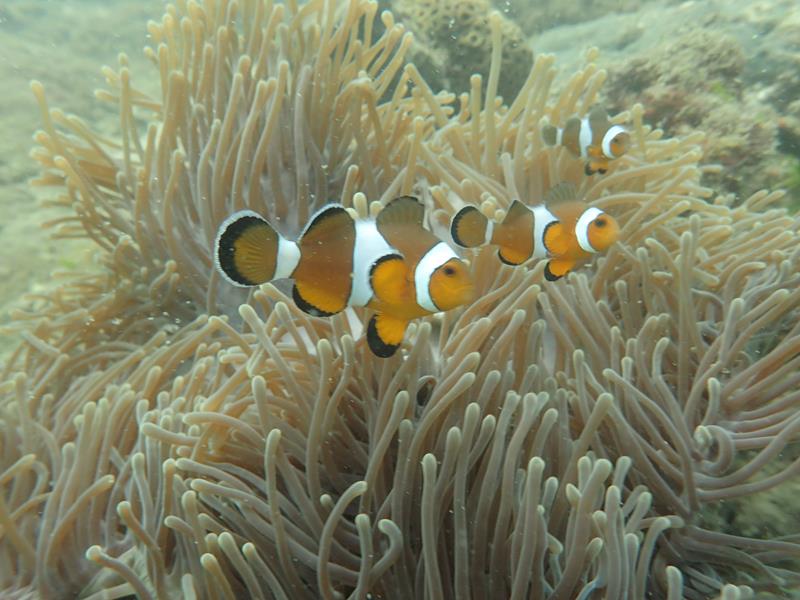 Scuba Diving Langkawi