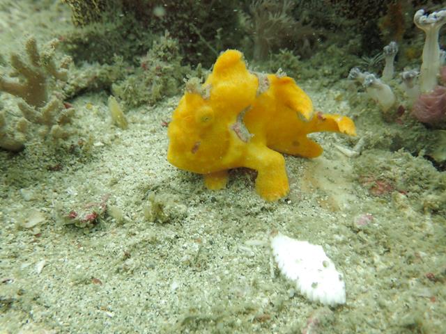 Frog Fish West Lombok Indonesia