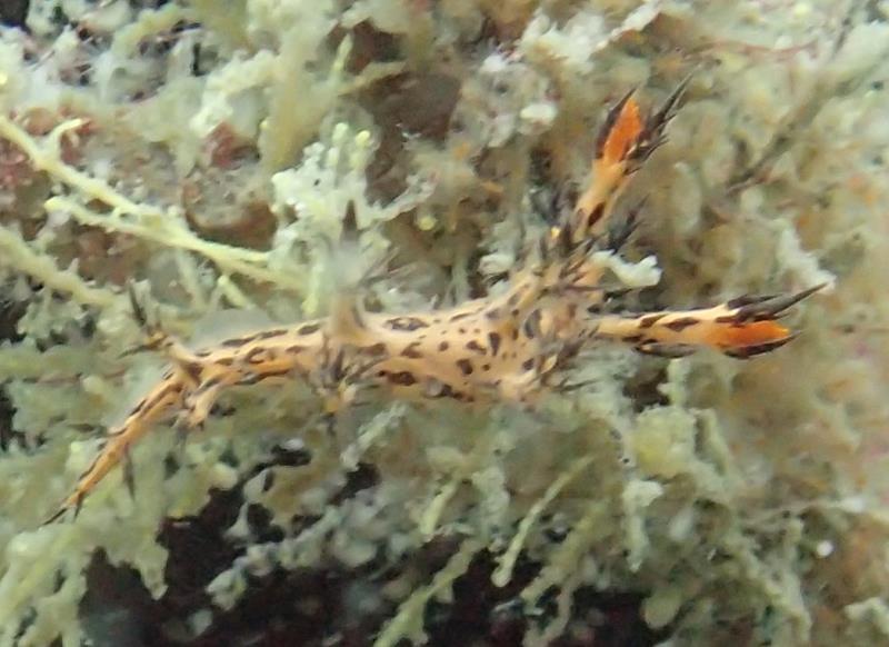 Eel Bornella Dendronotid Nudibranch