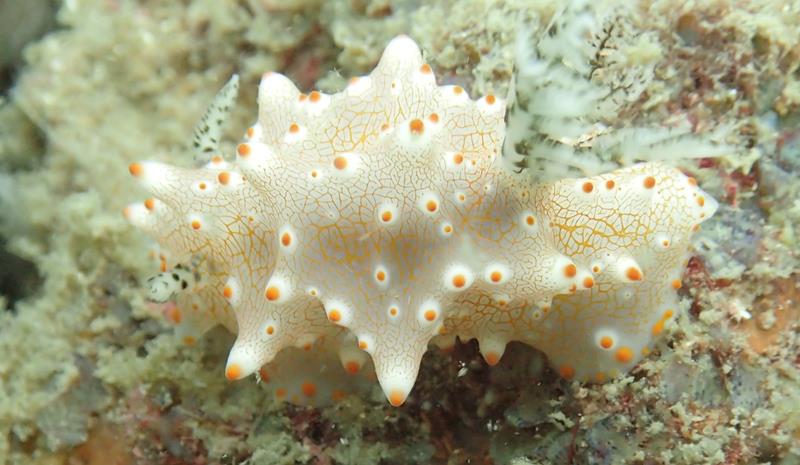 Unidentified Nudibranch
