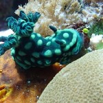 Nudibranch - Pokemon of the sea