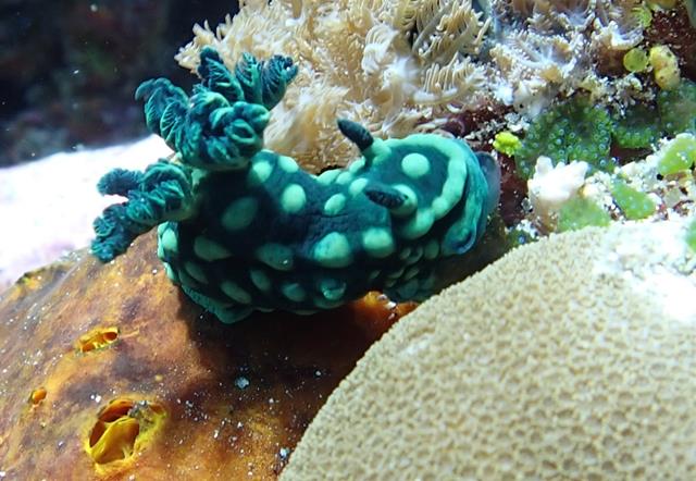 Nudibranch – Pokemon of the sea