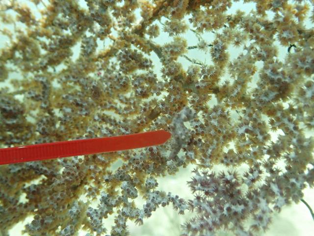 Pygmy Seahorse at Gili Rengit Pier Lombok