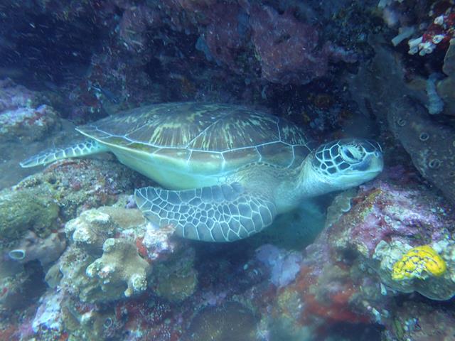 Scuba Diving Bunaken Island