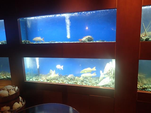 Fresh seafood tanks at C's Seafood Restaurant
