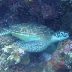 Scuba Diving Bunaken National Marine Park Indonesia