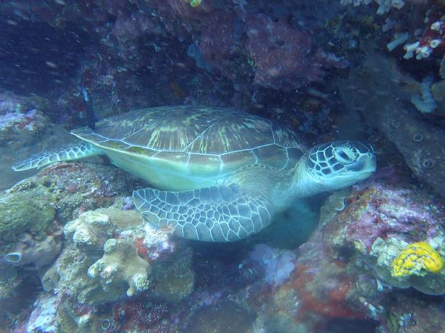Scuba Diving Bunaken National Marine Park Indonesia