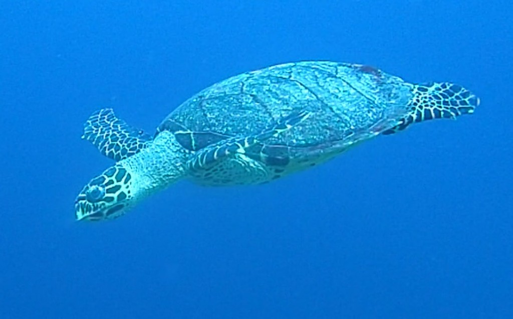 Green turtles Bunaken Marine Park Indonesia