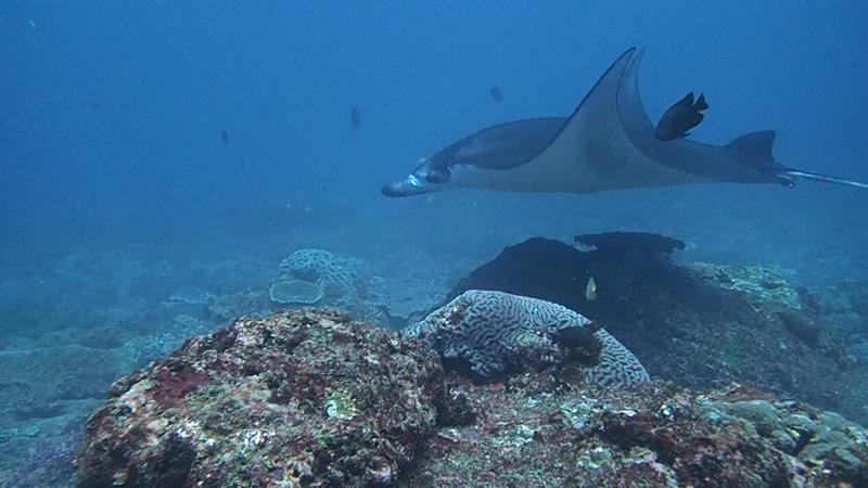 Manta Ray at Nusa Penida