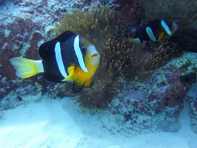 Scuba Diving and Snorkeling Nusa Lembongan