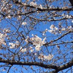 Sakura Cherry Blossom season in Japan