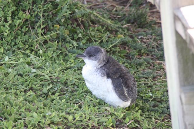 Baby fairy penguin Phillip Island