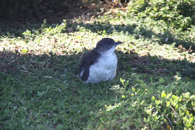 Little Penguin Phillip Island