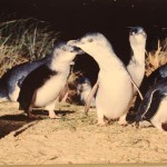 Fairy Penguins Phillip Island Victoria