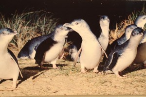 Fairy Penguins Phillip Island Australia