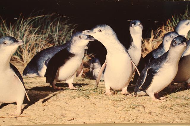 Fairy Penguins Phillip Island Victoria