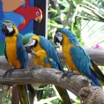 Macaw birds at Jurong Bird Park