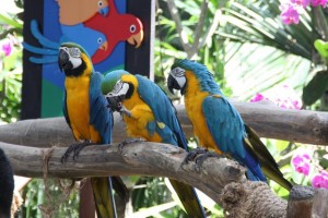 Macaw birds at Jurong Bird Park