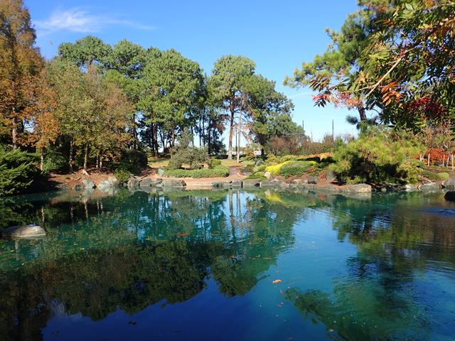Water pond at Sydney Japanese Gardens