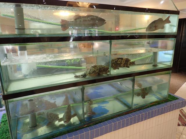 Fresh seafood tanks at Dragon Court Chinese Restaurant