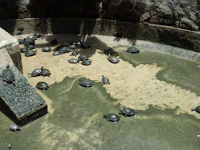 Turtles at Jade Emperor Pagoda