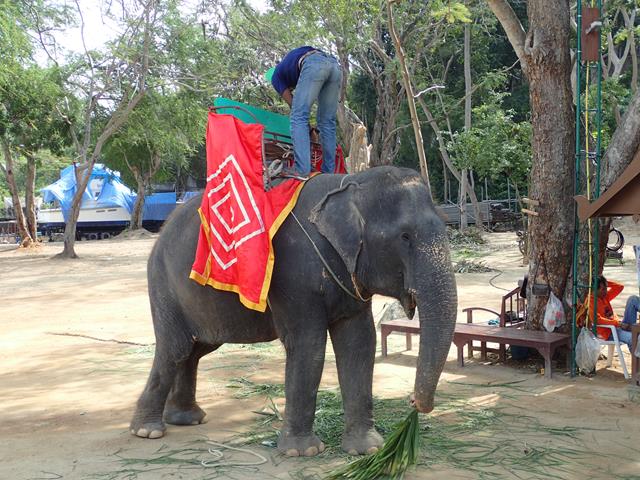 Elephant rides at the Sanctuary of Truth