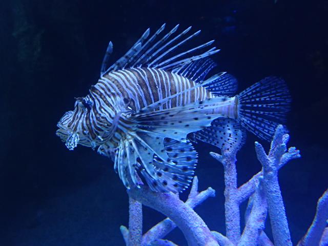 Lion Fish at Underwater World