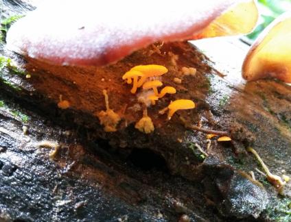 Mt Tamborine glow in the dark fungus