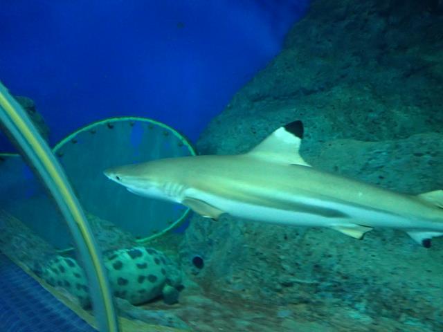 Reef shark at Underwater World