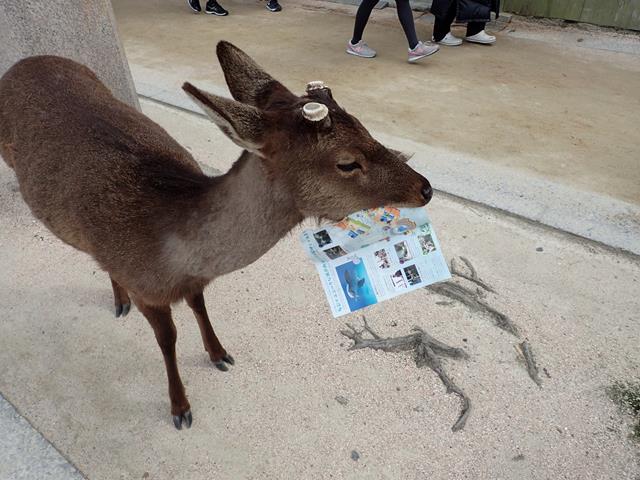 Wild Deer at Miyajima Island