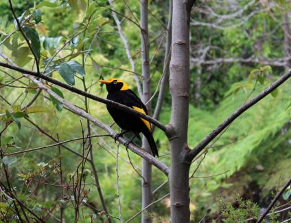 Gold Coast Lamington National Park Experience – Tour Guide Tips