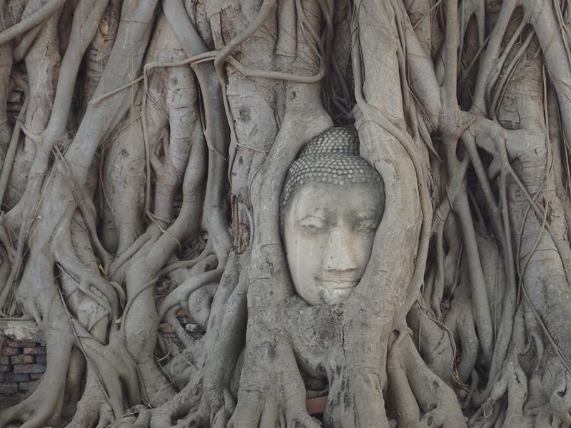 Buddha Head in Tree Roots Ayutthaya