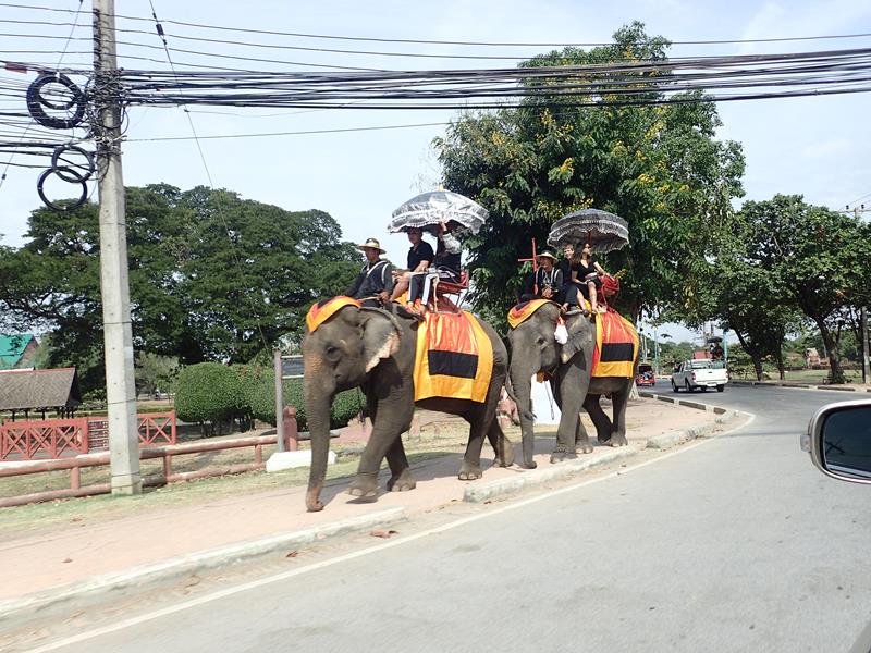 Elephant rides in Ayutthaya