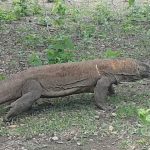 Day Trip to Komodo National Park from Labuan Bajo