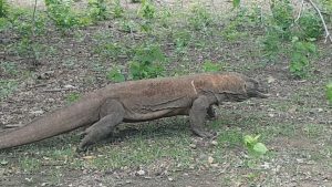 Day trips to Komodo National Park