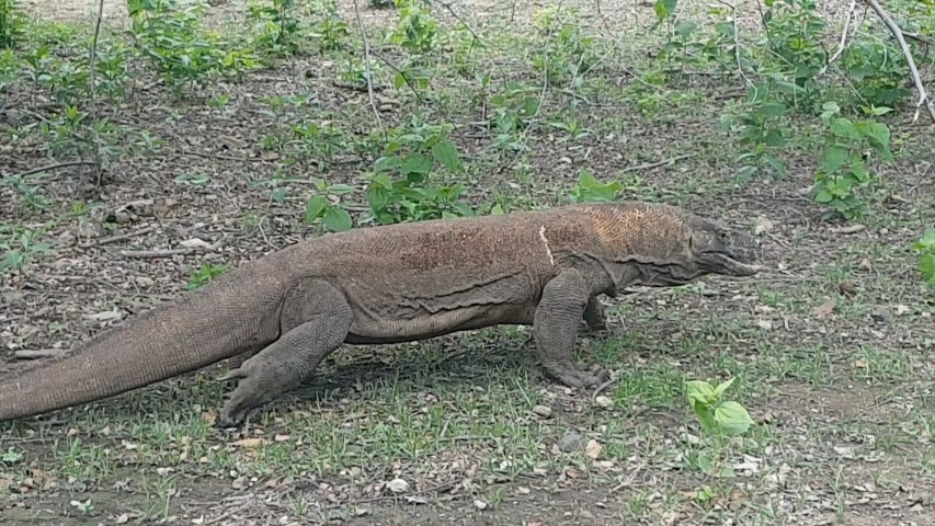 Day Trip to Komodo National Park from Labuan Bajo