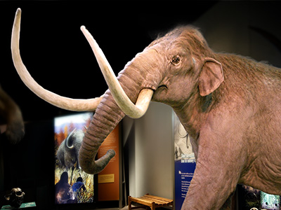 Mammoths Exhibition at Australian Museum