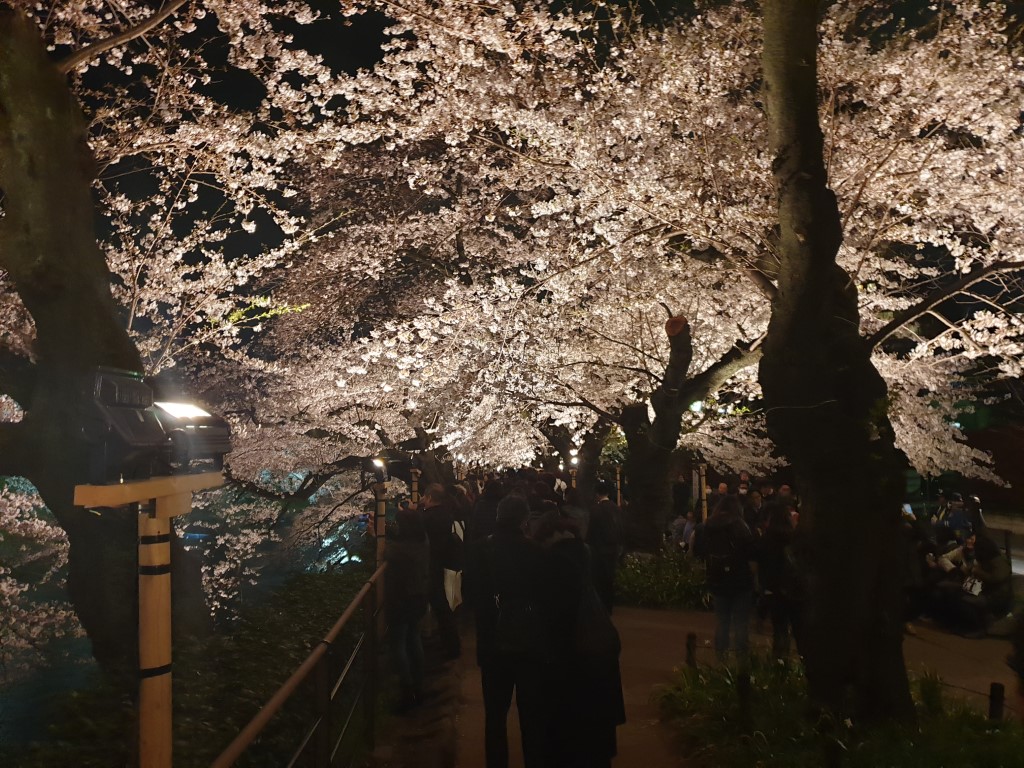 Cherry Blossoms in Tokyo at night