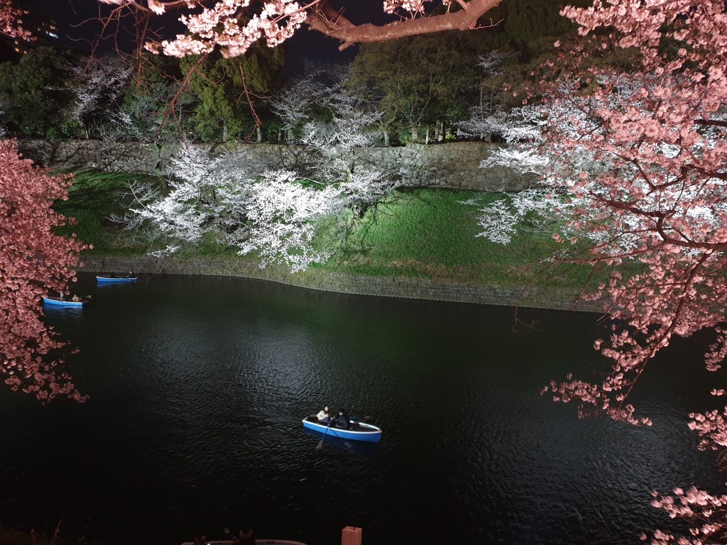 Sakura Cherry Blossoms at night in Tokyo