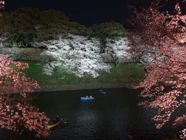 Cherry Blossom viewing close to Yasukuni Shrine