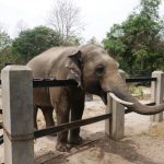 Phnom Ta Mao Zoo Close to Phnom Penh