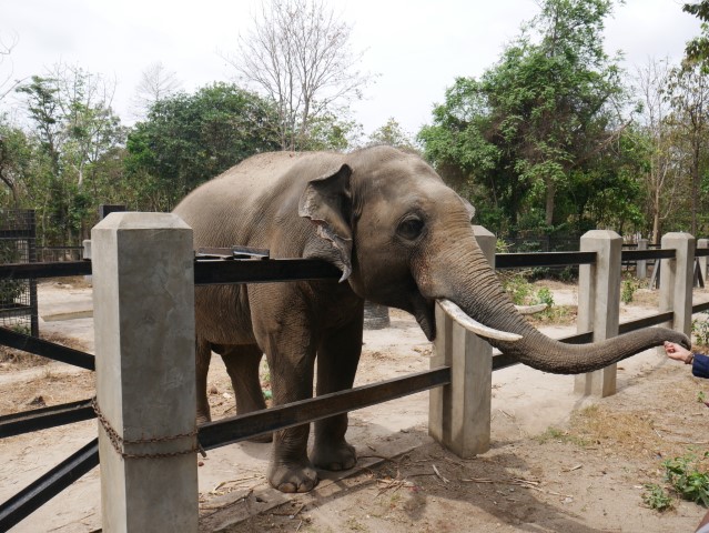 Phnom Ta Mao Zoo Close to Phnom Penh