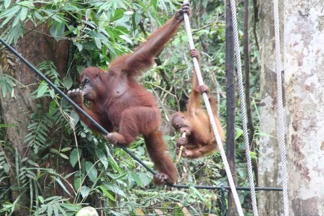 Sarawak Orangutan close to Kuching
