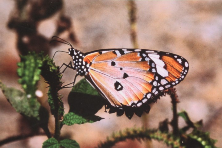 Butterfly on Pulau Ubin Singapore