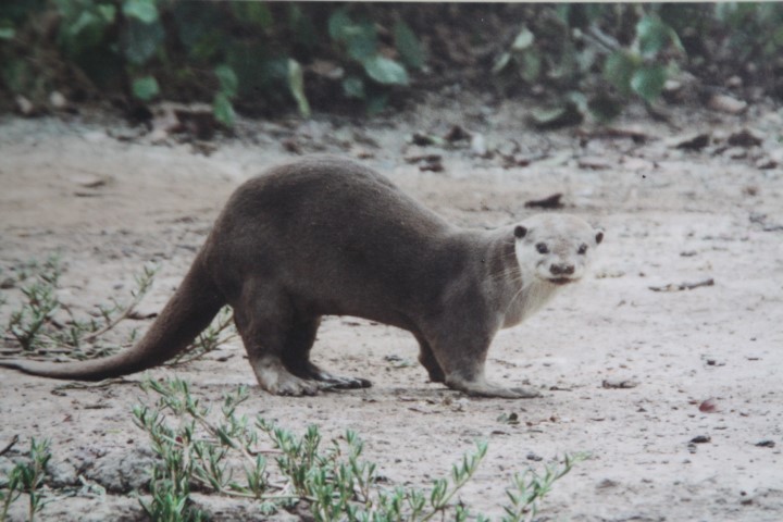 Common Palm Civet on Pulau Ubin