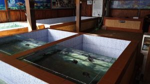 Turtle Conservation at Sanur Bali