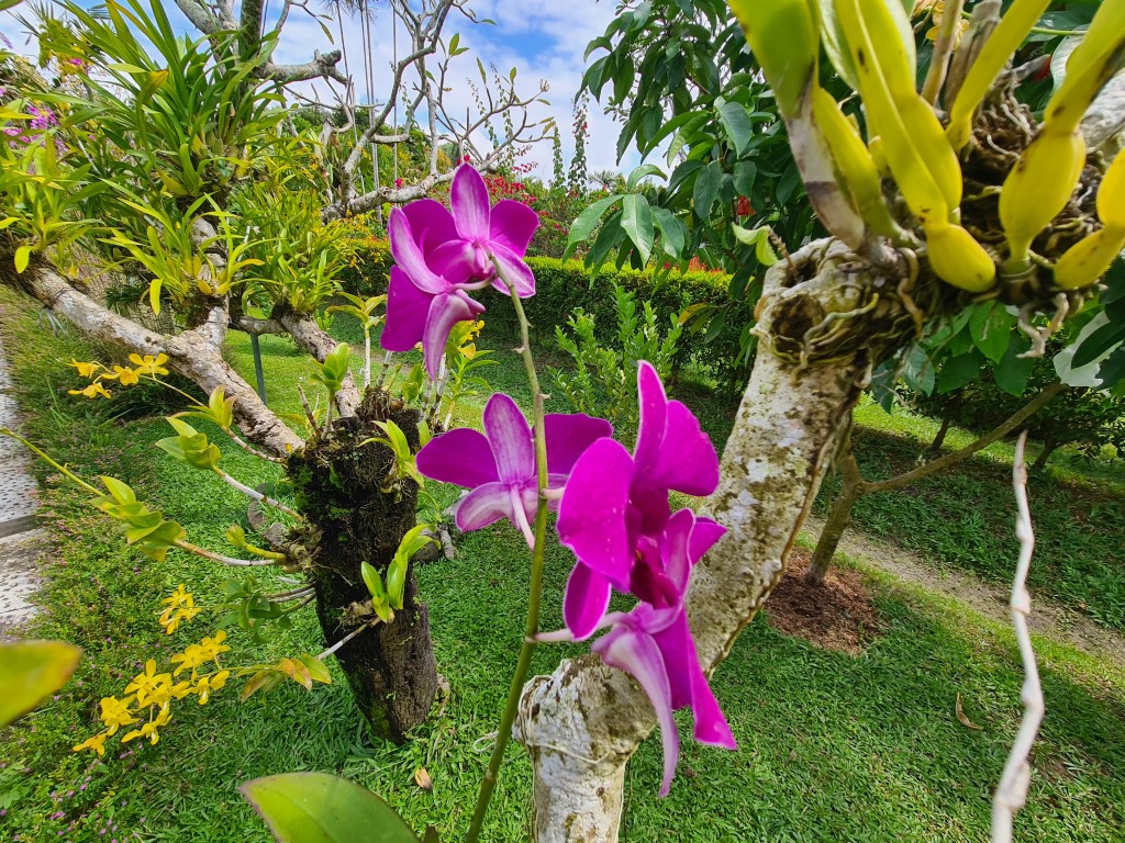 Orchids at Duta Orchid Garden Sanur Bali