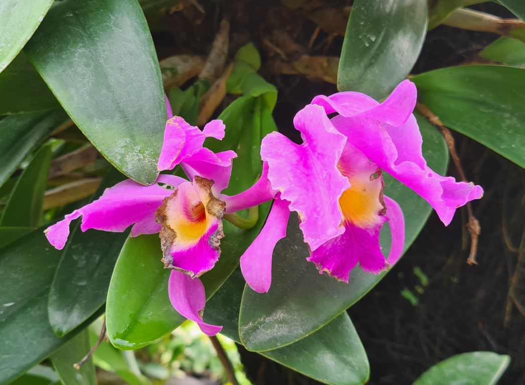 Purple Orchids at Duta Orchid Garden Near Sanur Bali