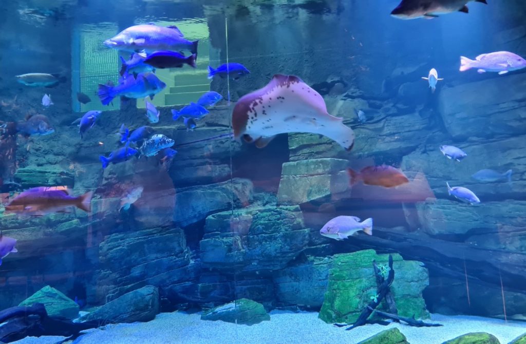 Cairns Aquarium