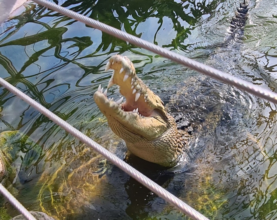 Goliath The Crocodile at Cairns Wildlife Park